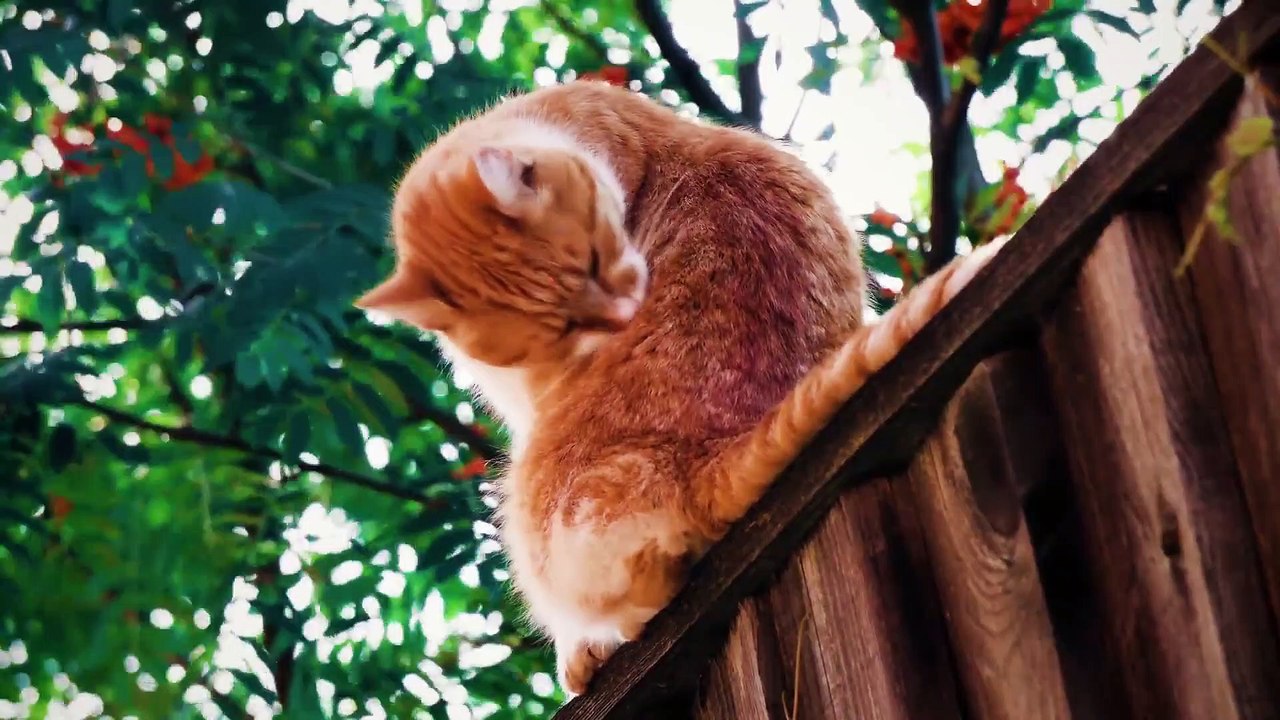 Cute Cats Part 2