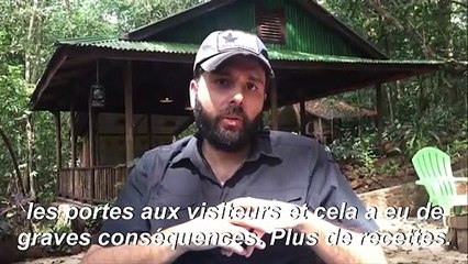 Covid-19 : un sanctuaire pour chimpanzés en Sierra Leone se bat pour survivre