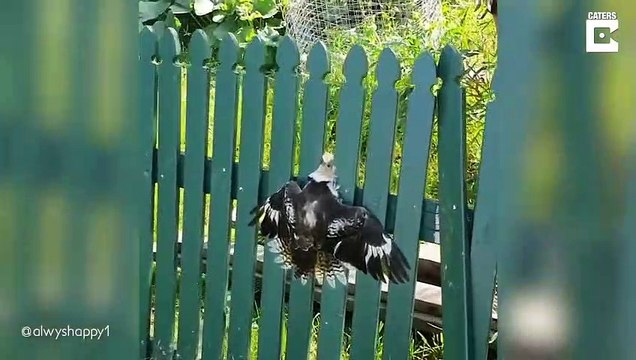 Il trouve un oiseau coincé dans sa clôture et le sauve