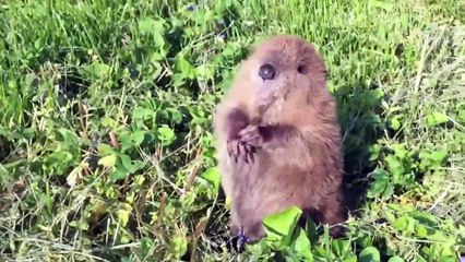 Quoi de plus adorable que ce bébé castor