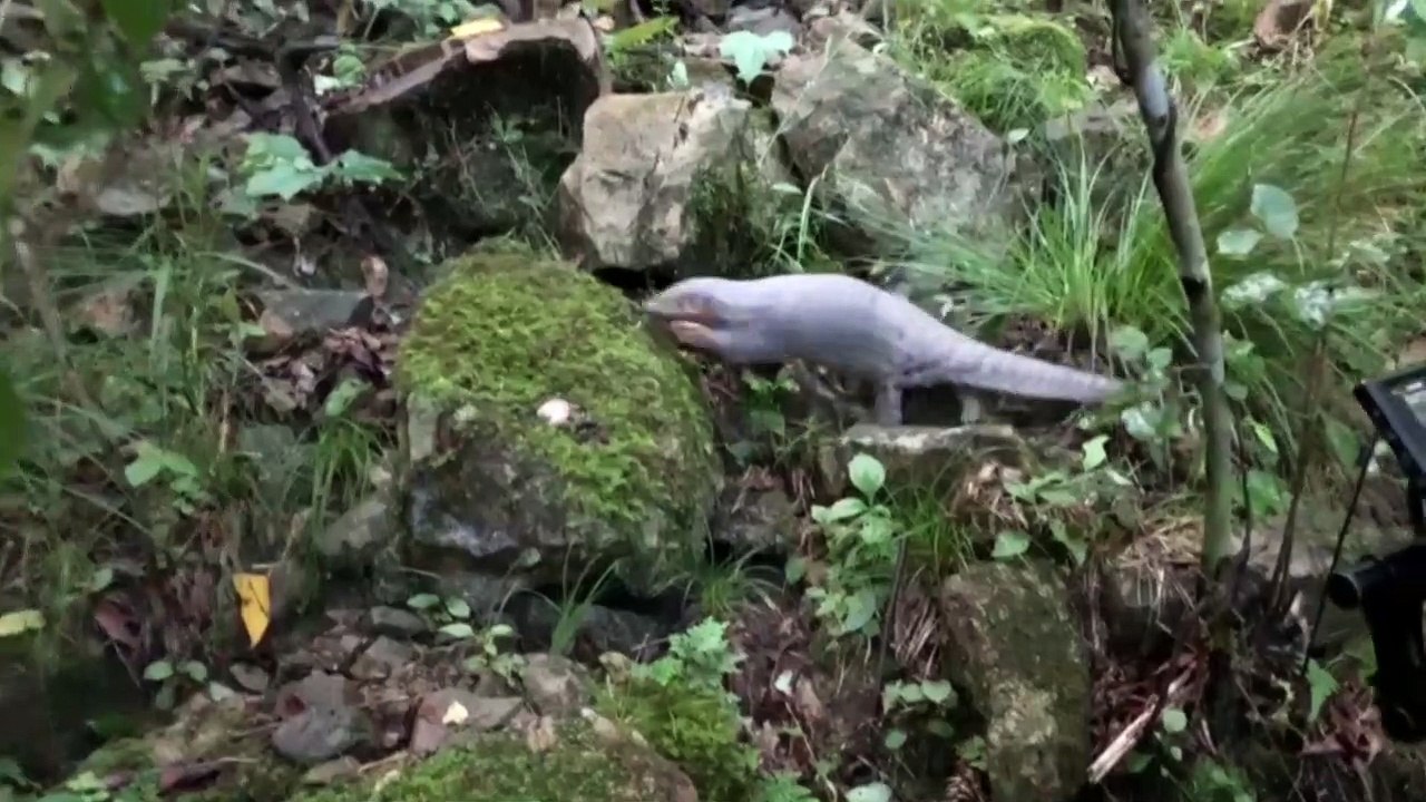 China: Schuppentier kommt wieder auf freien Fuß