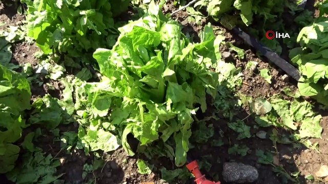 Niğde'de dolu tarım arazilerine zarar verdi