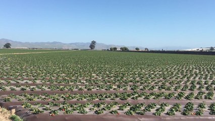 미생물 제제 첫 미국 수출...친환경농법 수출 청신호! / YTN