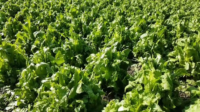 Dolu tarım arazilerine zarar verdi - NİĞDE