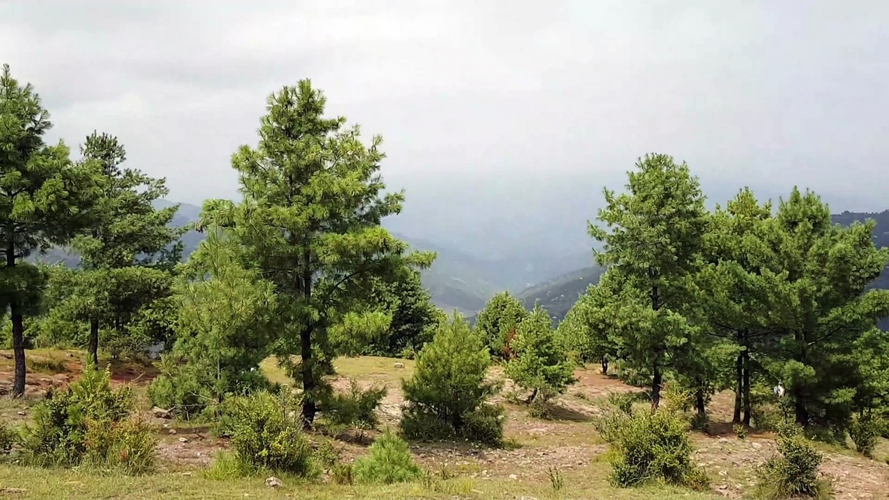 murree patriata