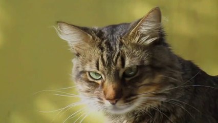 Tabby Cat Emotion