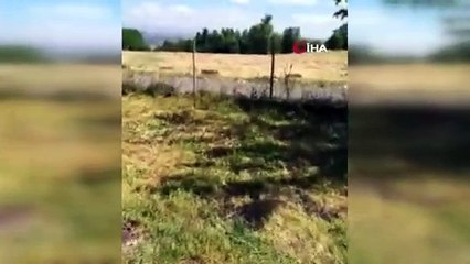 Elazığ'da kırmızı listede korunan sansar ailesi görüntülendi