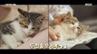 [HOT] Two houses with cats that have become out-of-town cats?! 서프라이즈 20200614