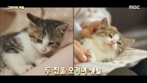 [HOT] Two houses with cats that have become out-of-town cats?! 서프라이즈 20200614