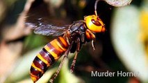 Asian Giant Hornet (Murder Hornet) vs Ants