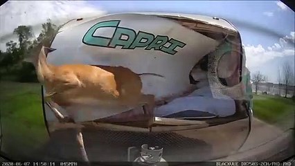 Impressionnant : une biche traverse la route au mauvais moment !