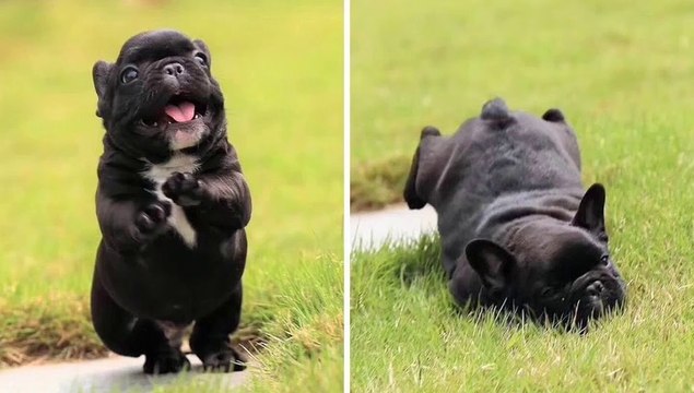 Top Cutest Bulldogs Of All Time! Funny and Cute French Bulldog Compilation _ Dogs Awesome