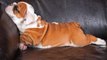 20  Cute English Bulldog Puppies You Wanna Take Home  _ Cute Puppies Doing Funny Things