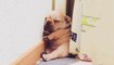Cute French Bulldog Puppies Videos - Amazing Funny French Bulldog Compilation