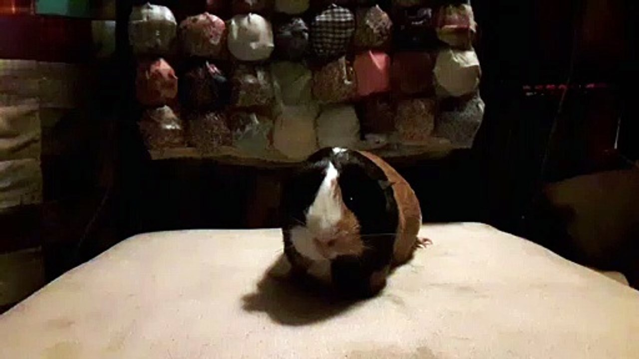 CAVIA PORCELLUS PARSLEY 20190719_064005
