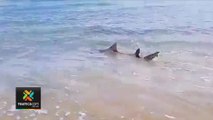 tn7-tiburones-vistos-playa-tamarindo-130620