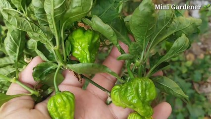 Chilli Plant Care | How To Grow Lots Of Chillies at Home | Bengali | ( With Update ) |