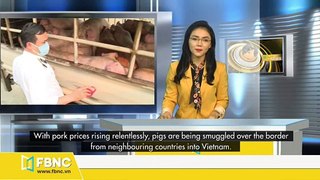 Pigs smuggling threatens foods safety