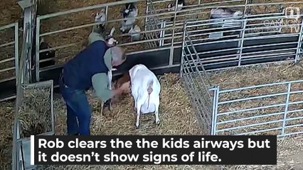 *GRAPHIC BIRTH CONTENT* Unresponsive newborn goat is saved by South Yorkshire farmers