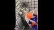 Funny Cats  Cute and Baby Cats Videos Compilation #funny animal #17