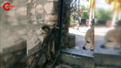 Yılanın köpeğe saldırma anı kamerada