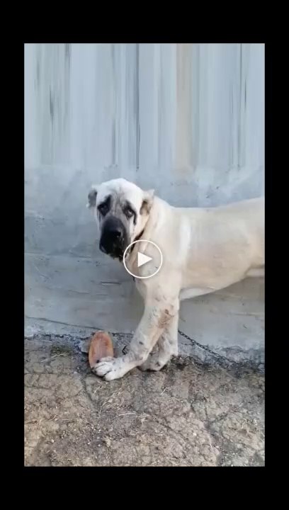AKSARAY MALAKLI YAVRUSU SABAH KAHFALTISI - ANATOLiAN SHEPHERD MALAKLI PUPPY BREAKFAST