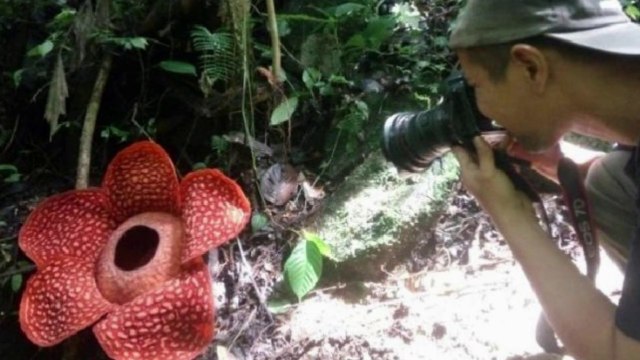 Cette fleur est la plus grande du monde... et aussi la plus malodorante
