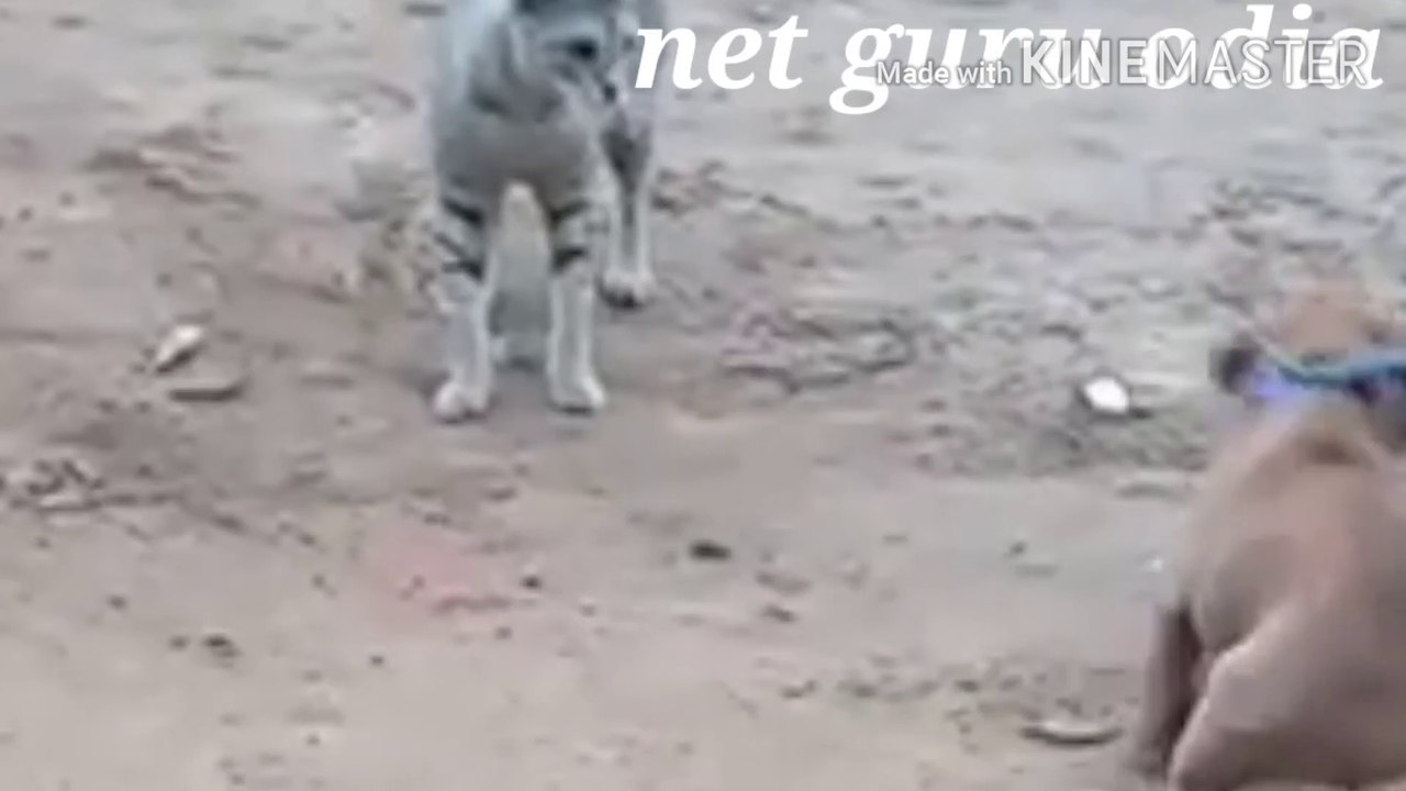 Must watch it how cat and dog playing