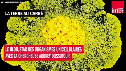 Le Blob, star des organismes unicellulaires avec la chercheuse Audrey Dussutour