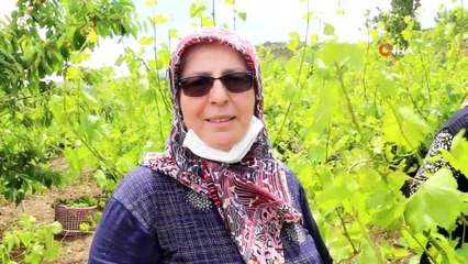 Asma yaprağını tarlada 10 liradan satıyorlar