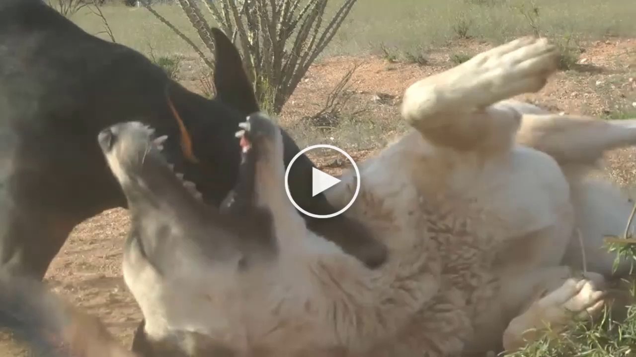 ANADOLU COBAN KOPEGi vs DOBERMAN - ANATOLiAN SHEPHERD DOG vs DOBERMAN DOG