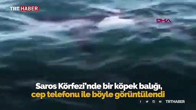 Saros Körfezi'nde köpek balığı görüntülendi