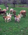 KANGALLAR GOREV BASINDA HAZIR KITA - SiVAS KANGAL DOGS and SHEEP WATCH