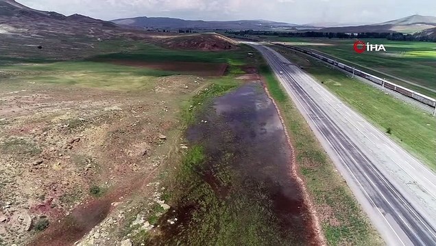 Göçmen kuşlar araç trafiğine aldırış etmedi