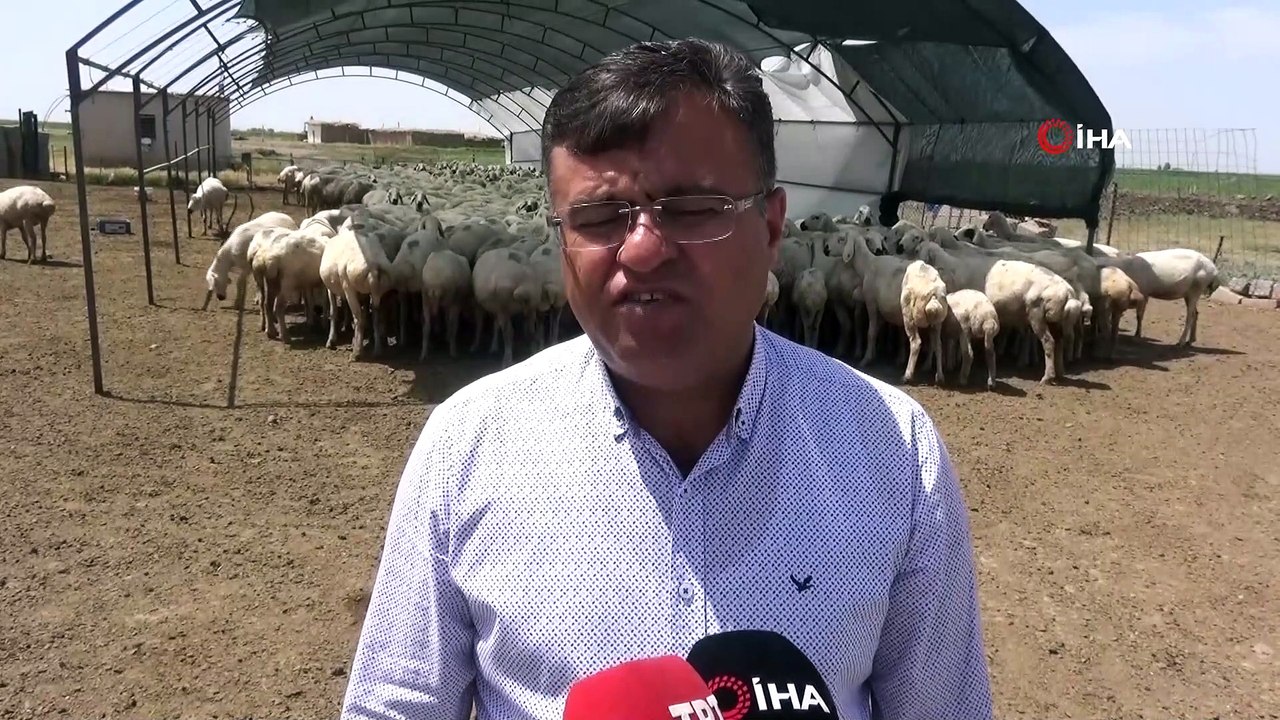 Aksaray'da küçükbaş hayvan sayısında 12 yılda yüzde 500 artış sağlandı