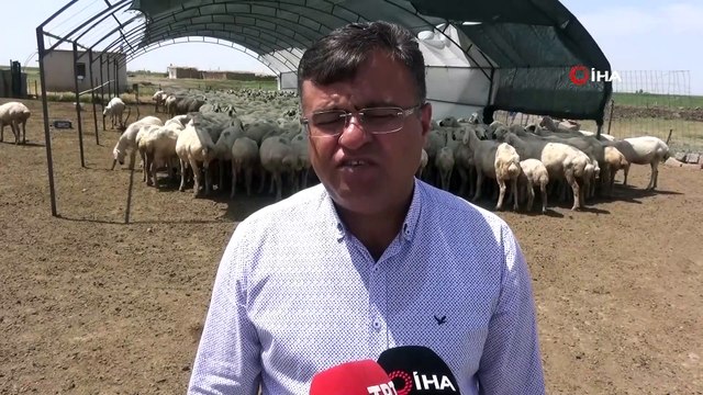 Aksaray'da küçükbaş hayvan sayısında 12 yılda yüzde 500 artış sağlandı