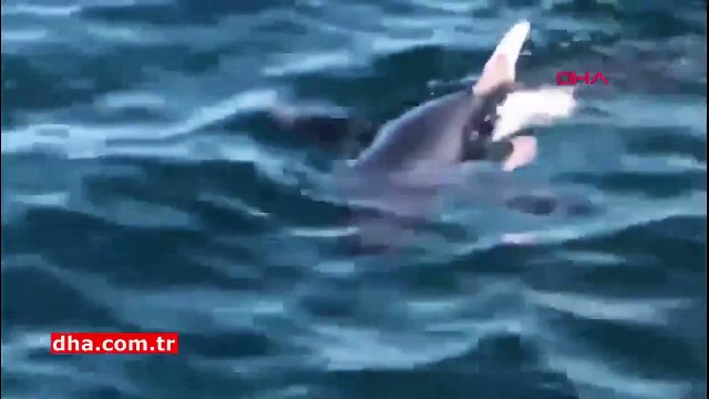 Saros Körfezi'nde köpek balığı görüntülendi