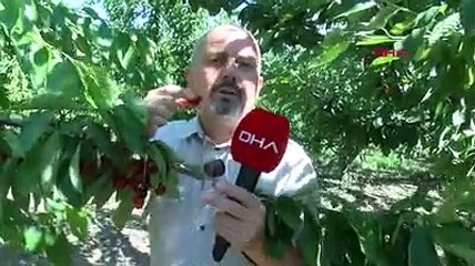 Çay bardağına sığmayan kirazlar yarışma için hazırlandı