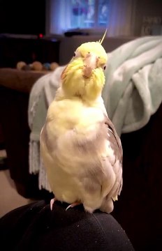 Une calopsitte chante de l'opéra