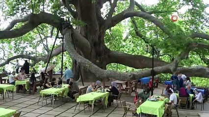 Bursa'nın Ulu Çınarı misafirlere kapılarını açtı