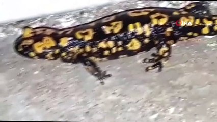 Sivaslı vatandaş, benekli semender görüntüledi