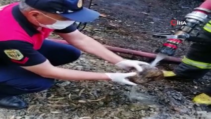 Alevlerin arasında kalan kirpiyi itfaiye eri kurtardı