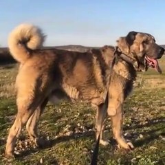 BAKIMLI ve ASiL SiMiT KUYRUK ANADOLU COBAN KOPEGi - ANATOLiAN SEPHERD DOG