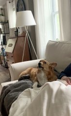 Corgi Demands Scratches
