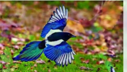 Various kinds of Birds