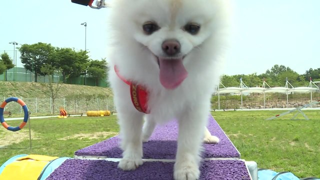 전국 최대규모 반려동물 놀이터...경북 의성에 문 열어 / YTN