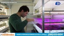 Científicos de Israel consiguieron producir electricidad a partir de algas | La buena noticia