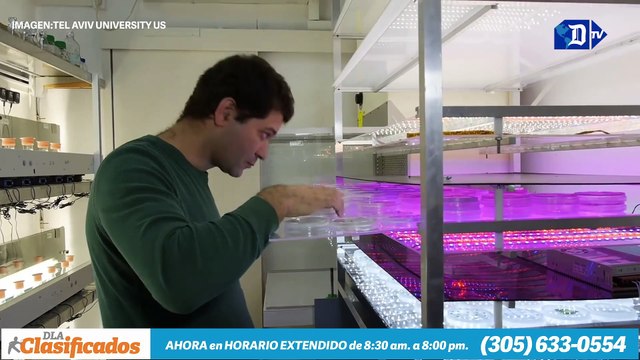 Científicos de Israel consiguieron producir electricidad a partir de algas | La buena noticia