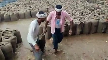 खुले में रखा था समर्थन मूल्य पर खरीदा गया 3 हजार क्विंटल चना बारिश में हुआ खराब