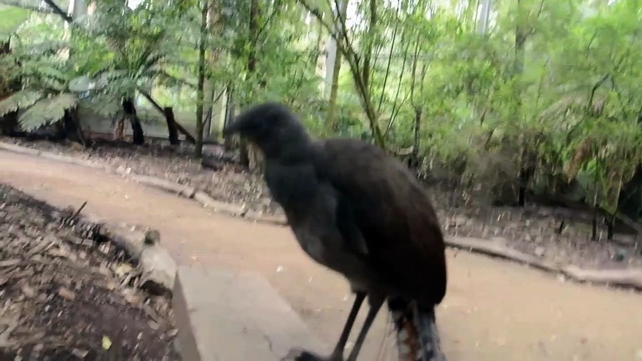 Le chant de cet oiseau est surréaliste. Lyrebird